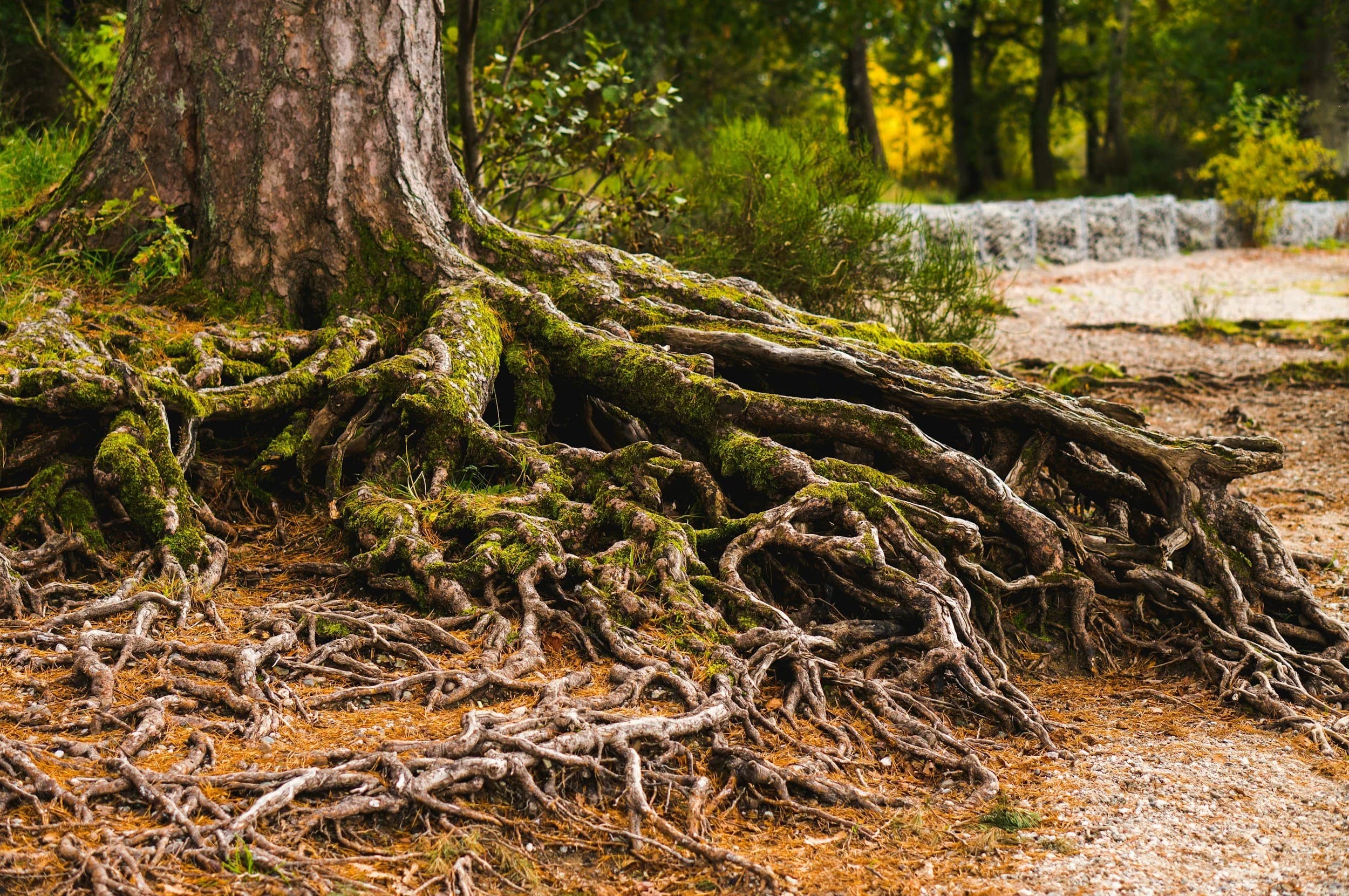 gnarled tree roots spreading out overground at the bottom of a mossy tree